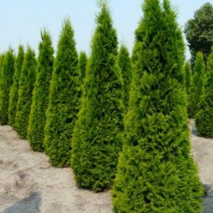 Thuja occ. 'Smaragd'
