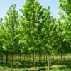 Tilia platyphyllos / Large leaved Lime - 14-16cm girth, 3-3.5m tall, Standard, Rootballed