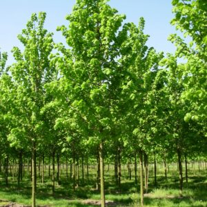 Tilia platyphyllos / Large leaved Lime