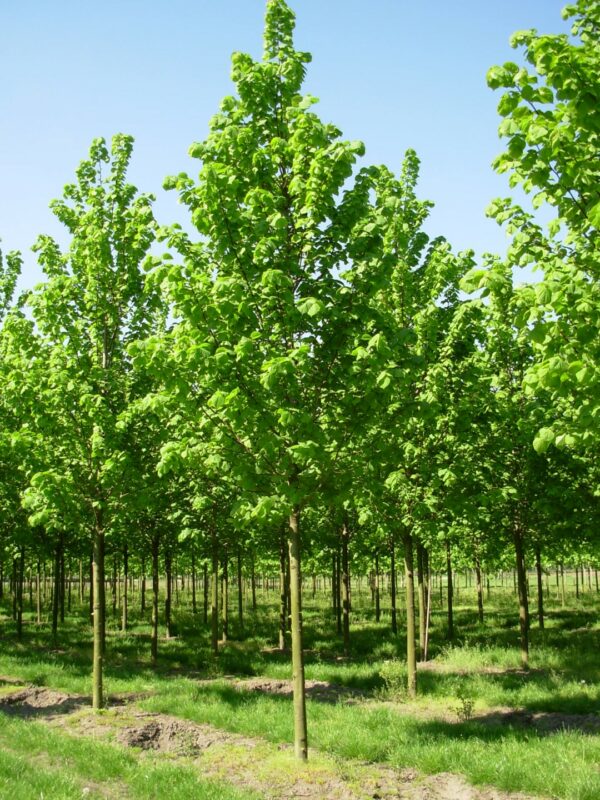 Tilia platyphyllos / Large leaved Lime
