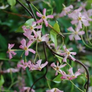 Trachelospermum asiaticum Pink Showers
