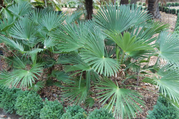 Chamaerops Excelsa / Trachycarpus fortunei wagnerianus