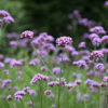 Verbena bonariensis - 2L