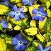 Vinca minor Illumination - 2L
