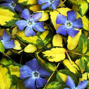 Vinca minor Illumination