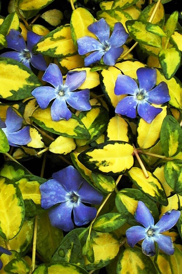 Vinca minor Illumination