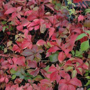 Parthenocissus quinquefolia Engelmannii