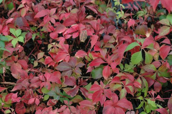 Parthenocissus quinquefolia Engelmannii