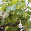Vitis Vinifera / Grape Vine - Gnarled Trunk - 1/2 Standard - 35L 20-25cm girth, 1m stem, 1/2 Standard