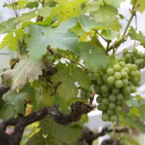Vitis Vinifera / Grape Vine - Gnarled Trunk - 1/2 Standard