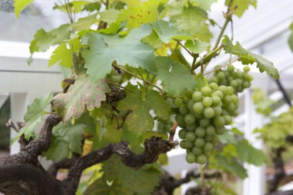 Vitis Vinifera / Grape Vine - Gnarled Trunk - 1/2 Standard