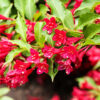 Weigela Bristol Ruby - 3L