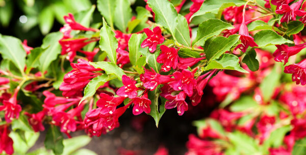 Weigela Bristol Ruby