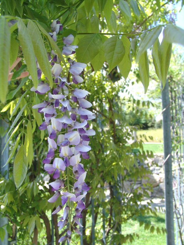 Wisteria Floribunda Macrobotrys