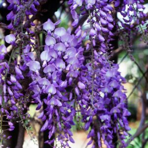 Wisteria sinensis