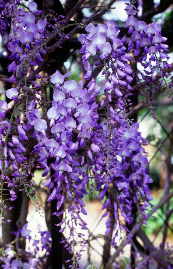 Wisteria sinensis