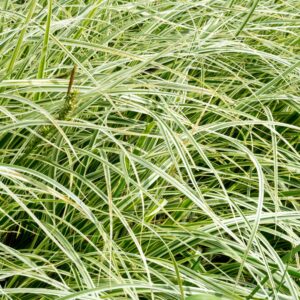 Carex Feather Falls