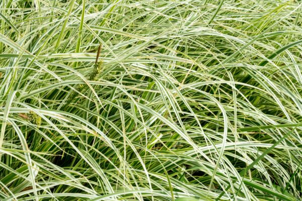 Carex Feather Falls