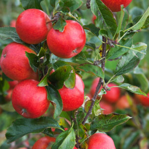 Malus Katy / Fruiting Apple Tree