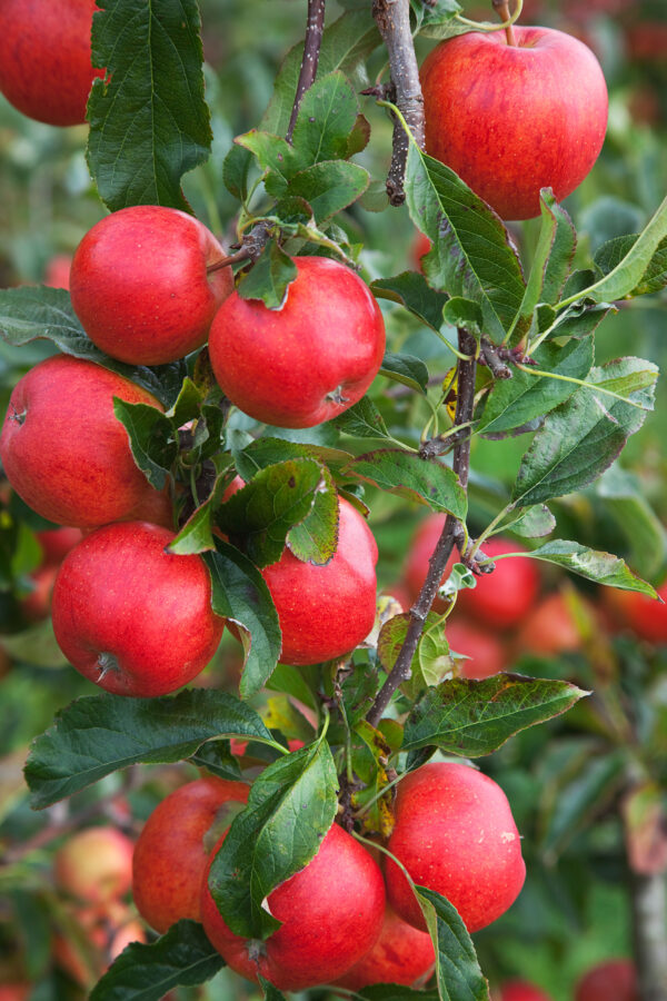 Malus Katy / Fruiting Apple Tree