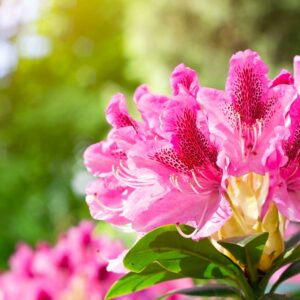 Rhododendron Cosmopolitan