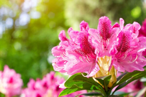 Rhododendron Cosmopolitan