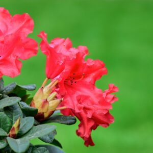 Rhododendron Red Jack