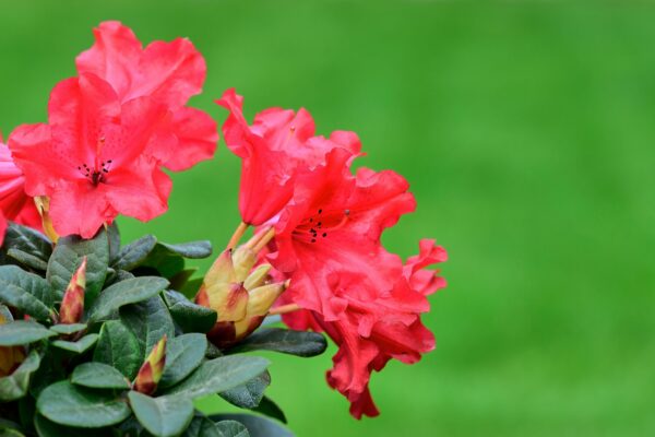 Rhododendron Red Jack