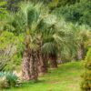 Butia capitata / Jelly Palm - Image 2