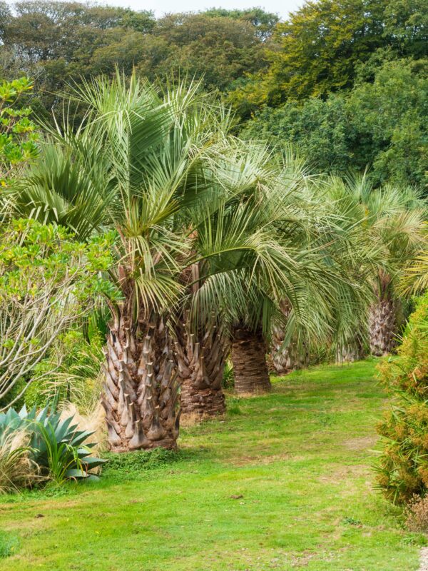Butia capitata / Jelly Palm - Image 2