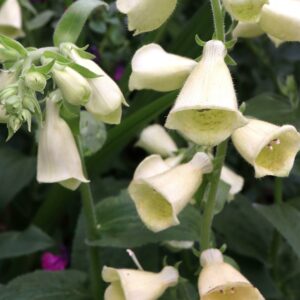 Digitalis Cream Belle  / Foxglove