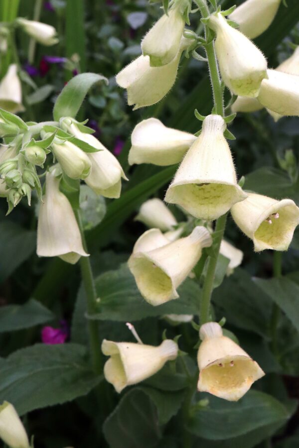 Digitalis Cream Belle  / Foxglove