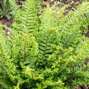 Dryopteris affinis Cristata The King