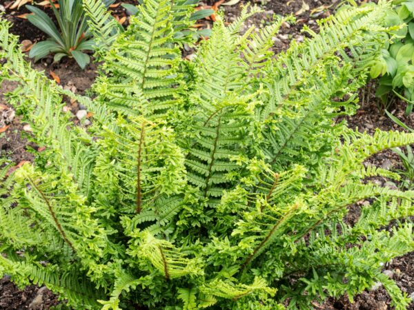 Dryopteris affinis Cristata The King