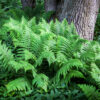 Dryopteris filix-mas - 2L