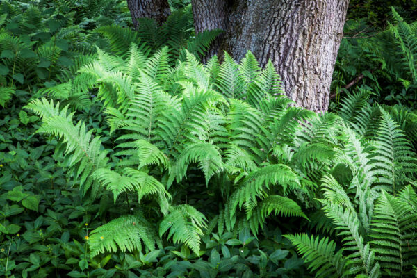Dryopteris filix-mas