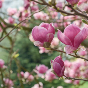 Magnolia Rustica Rubra