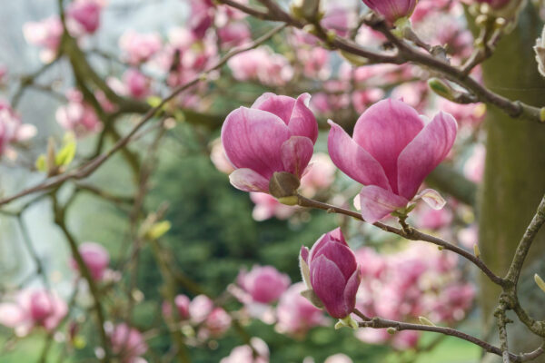 Magnolia Rustica Rubra