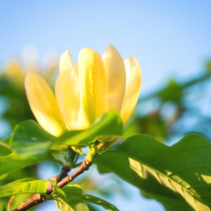 Magnolia Yellow Bird