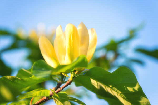 Magnolia Yellow Bird