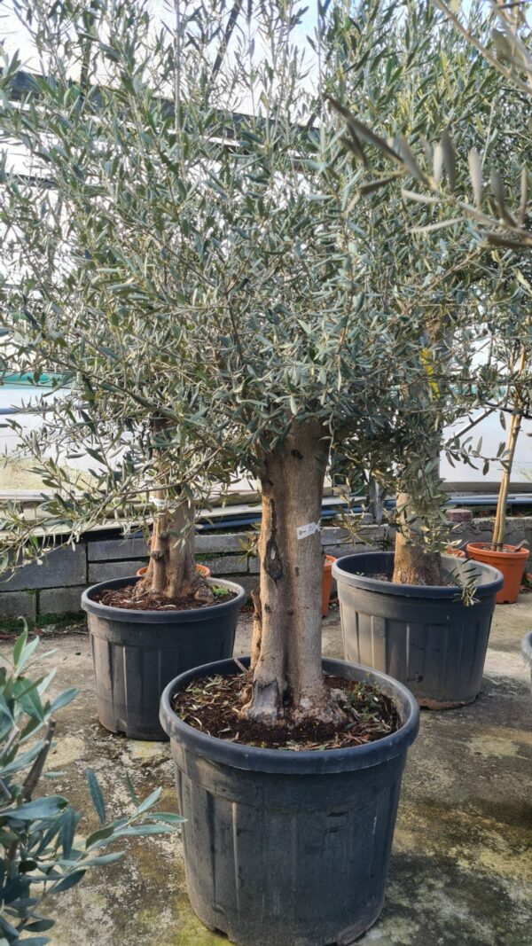Olive Tree / Olea Europaea - 40-50cm girth - Image 2