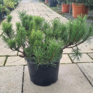 Pinus mugo Mughus / Swiss Mountain Pine