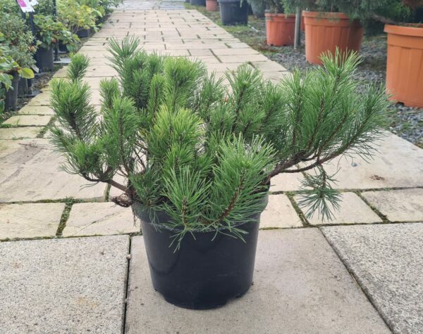 Pinus mugo Mughus / Swiss Mountain Pine