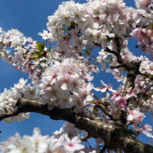 Prunus nipponica 'Brilliant'