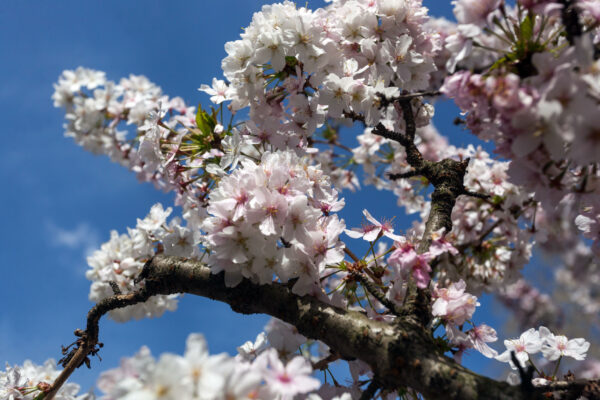 Prunus nipponica 'Brilliant'