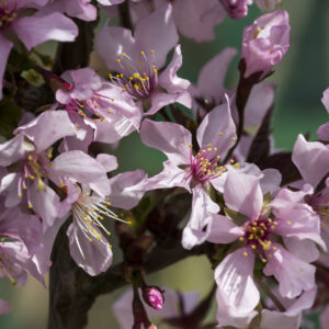 Prunus nipponica Ruby