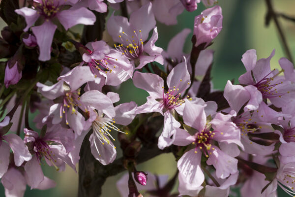 Prunus nipponica Ruby