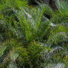 Butia capitata / Jelly Palm - Image 3