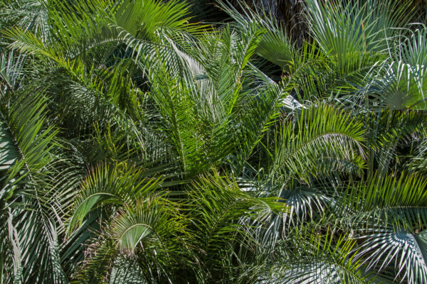 Butia capitata / Jelly Palm - Image 3