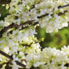 Cercis chinensis Shirobana - 10L 60-80cm